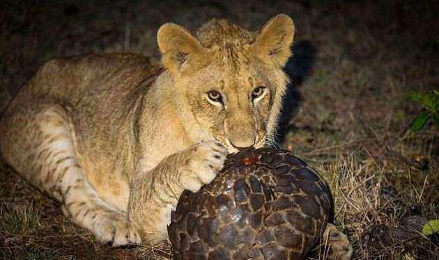 <p>Bu kareler geçtiğimiz günlerde Masai Mara'da fotoğrafçı Greg du Toit tarafından çekildi.</p>

<p> </p>
