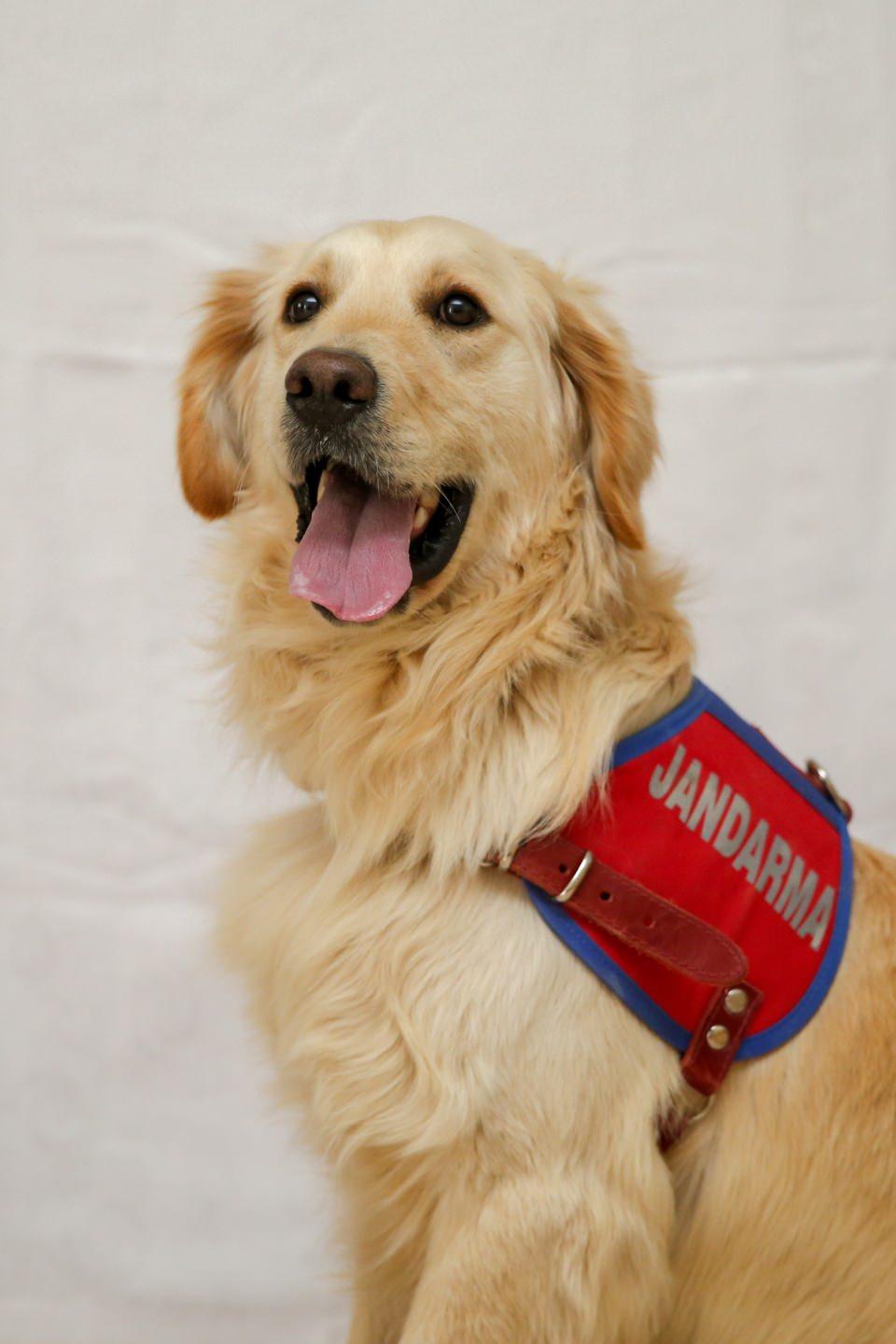 <p>Jandarma At ve Köpek Eğitim Merkezi (JAKEM) Komutanlığındaki eğitimlerinin ardından teşkilatın "göz bebekleri" olarak jandarma komutanlıklarında kullanılan dedektör köpekler, huzurun sağlanmasında önemli rol oynuyor.</p>

<p> </p>
