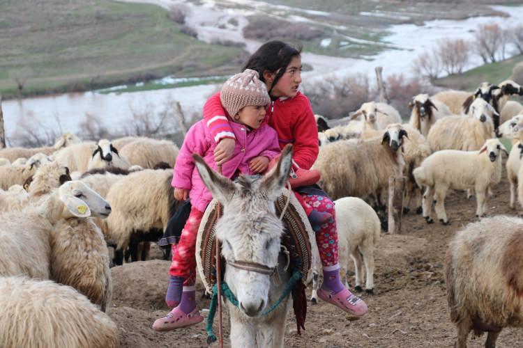 <p>Doğumundan bir süre sonra kuzuları ot ve saman gibi yemleri yemeye alıştırmak için annelerinden ayrı ağıllarda barındıran yetiştiriciler, koyunları ise meraya otlamaya götürüyor.</p>