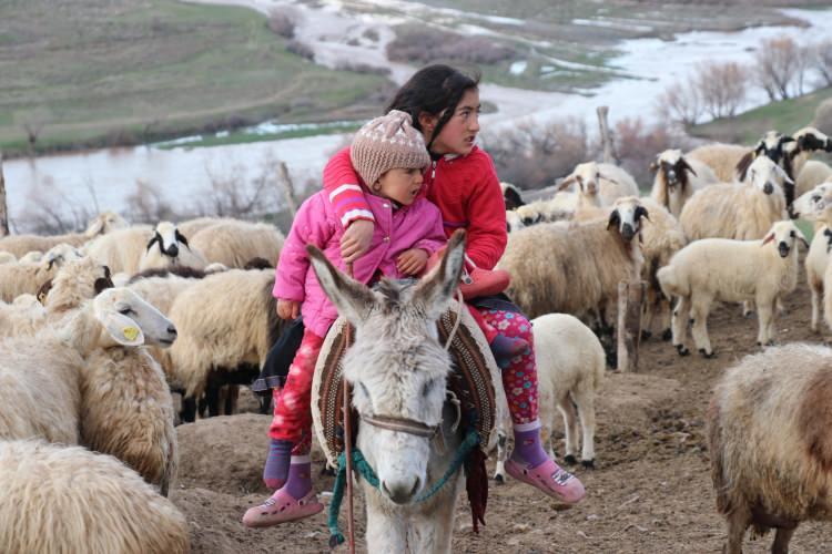 <p>Doğumundan bir süre sonra kuzuları ot ve saman gibi yemleri yemeye alıştırmak için annelerinden ayrı ağıllarda barındıran yetiştiriciler, koyunları ise meraya otlamaya götürüyor.</p>
