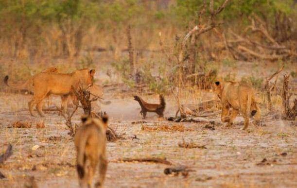 <p>Botsvana'daki Kwando vahşi yaşam parkında bir aslan sürüsüne kafa tutan bal porsuğu, cesur bir mücadele gösterdi.</p>

<p> </p>
