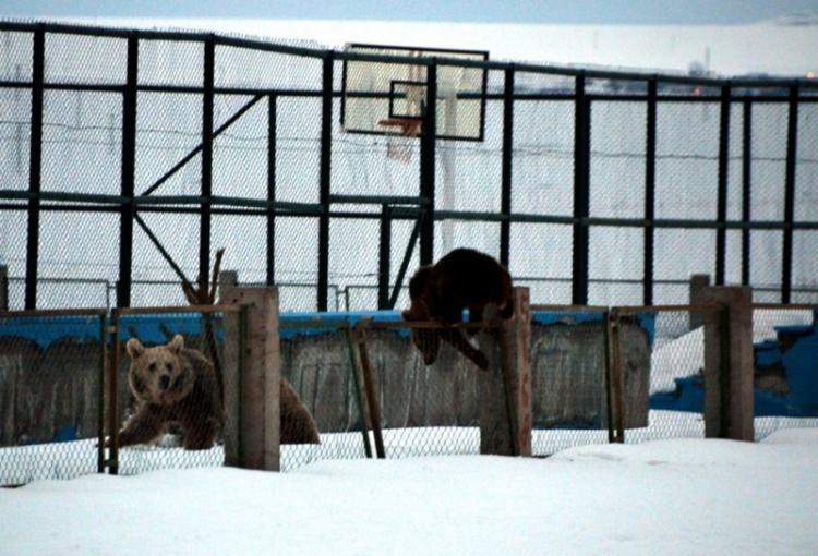 <p>Kars'ın Sarıkamış ilçesinde kış uykusundan uyanan bir boz ayı ve yavrusu yiyecek aramak için şehrin merkezine indi.</p>

