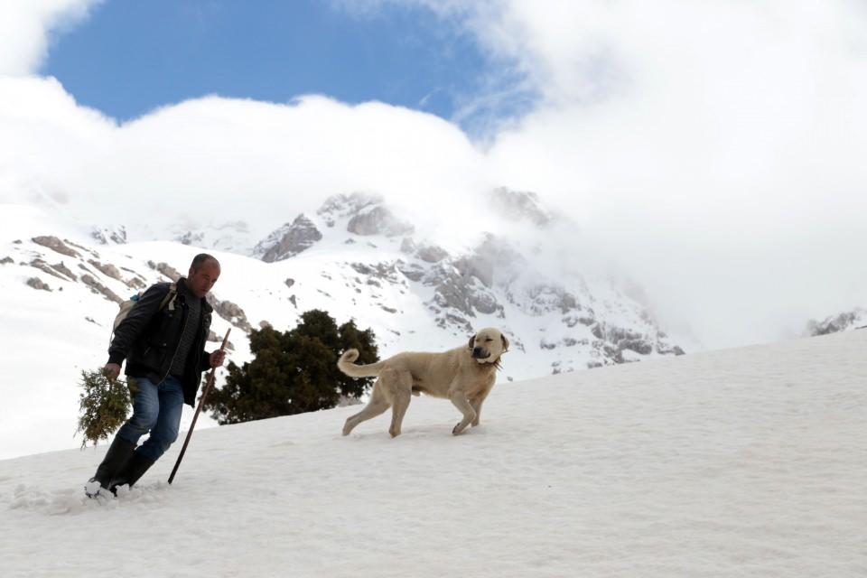 <p>Kangal cinsi köpeklerin de eşlik ettiği yolculukta hayvanlar, karların eridiği yerlerdeki bitkilerle karınlarını doyuruyor. </p>

<p> </p>
