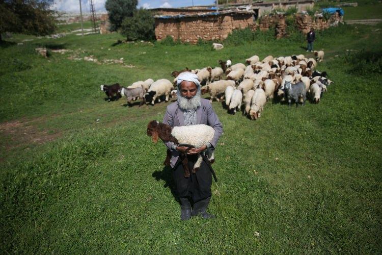 <p>Küçükbaş hayvancılığın önemli merkezlerinden Şanlıurfa'da, ilkbahar ve yaz aylarında neredeyse günün tamamını merada sürülerin başında geçiren çobanlara, 5 bin liraya kadar maaş ödeniyor.</p>

<p>Buna rağmen bu işi yapmak isteyen yok..</p>
