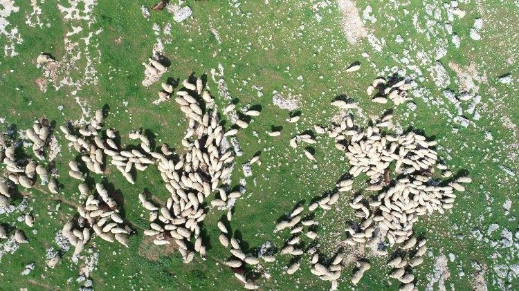 <p>Çobanlık, yaklaşık 5 bin lirayı bulan aylık ücretle bölgedeki birçok mesleği de geride bırakıyor. </p>
