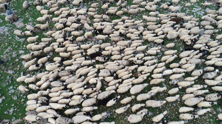 <p>Hayvanların t&uuml;m sorumluluğunu alan ve bundan dolayı ailelerini kimi zaman aylarca g&ouml;remeyen &ccedil;obanlar, bu nedenle &uuml;cretlerinin daha da y&uuml;ksek olması gerektiğini d&uuml;ş&uuml;n&uuml;yor.</p>
