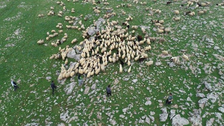 <p>Besici 72 yaşındaki Ali Arak, AA muhabirine, ata mesleği olan hayvancılığı yıllardır s&uuml;rd&uuml;rd&uuml;ğ&uuml;n&uuml; ve artık &ccedil;eşitli nedenlerden dolayı &ccedil;oban bulmakta sıkıntı yaşadıklarını ifade etti.</p>
