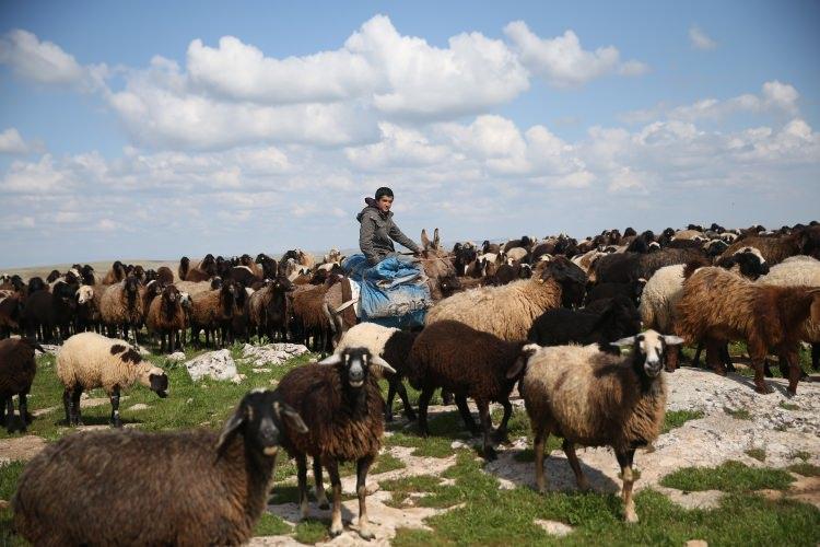 <p>&Ccedil;oban Medet Karabacak da 38 yaşında olduğunu ve &ccedil;ocukluğundan itibaren &ccedil;obanlık yaptığını belirterek, bu işin kendisi i&ccedil;in zor olmadığını anlattı.</p>

