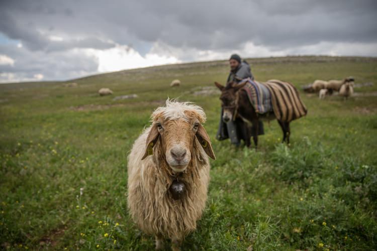 <p>"Kimi &ccedil;evrelerce basit gibi g&ouml;r&uuml;nse de herkes &ccedil;oban olamaz. Bir besici de &ouml;n&uuml;ne geleni &ccedil;oban olarak almaz.&nbsp;</p>

