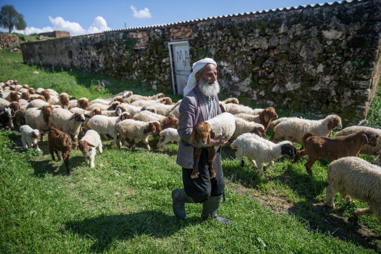 <p>B&ouml;lgede ilkbahar ve yaz mevsiminde &ccedil;obanların &uuml;cretleri 4 ila 6 bin lira arasında değişiyor.</p>
