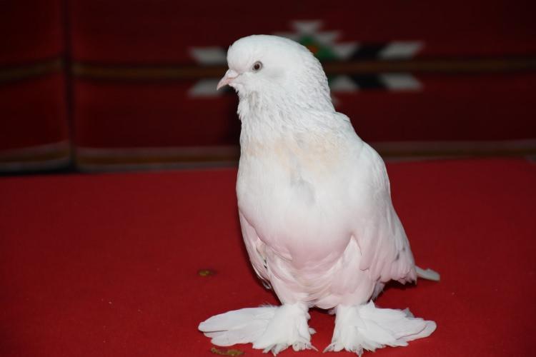 <p>Kentte kuş yetiştiriciliği yapan Erkan Türkoğlu tarafından yetiştirilen ve 100 bin liralık fiyatı ile  Adıyaman'da kuşseverlerin gözdesi haline gelen güvercin "Kral"ın 6 aylık erkek yavrusu "Mühür" için  şimdiden 150 bin lira teklif edildi. </p>

<p> </p>

