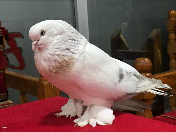 <p>Güvercinlerin bakım şartlarına göre yaklaşık 15 yıl yaşayabildiğini kaydeden Türkoğlu, halen birbirinden değerli 20 kuşu bulunduğunu sözlerine ekledi. </p>

<p> </p>
