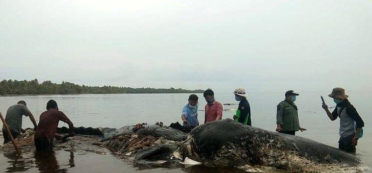 <p>Balina üzerinde inceleme yapan Dünya Doğal Hayatı Koruma Vakfı (WWF) yetkilileri de ceset çürümeye başladığı için balinanın ölümüne midesindeki çöp yığınlarının neden olup olmadığını belirleyemediklerini ifade etti.</p>
