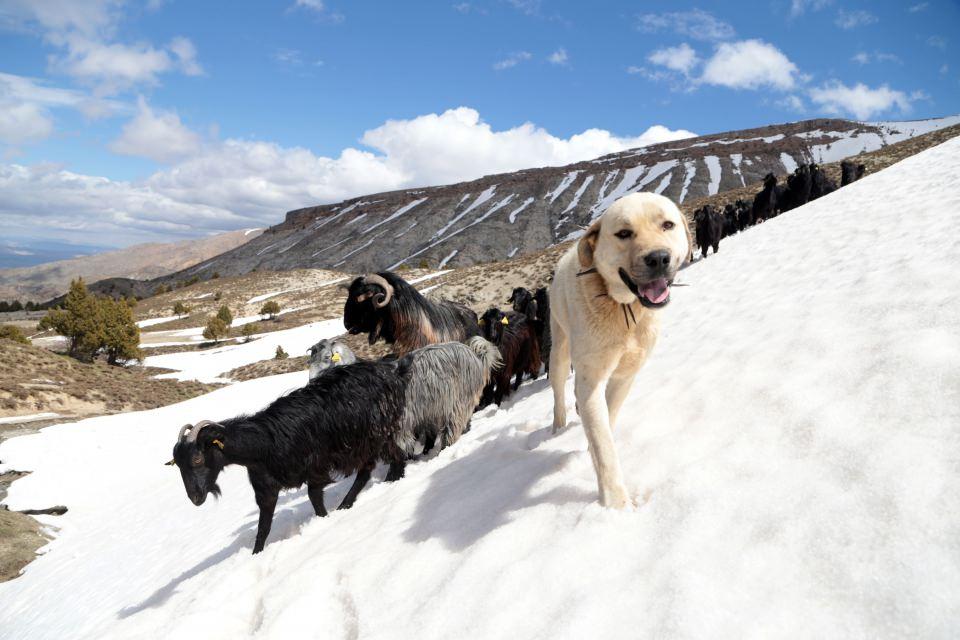 <p>"Akdeniz'in Sibiryası" olarak adlandırdıkları bölgede, sabah güneşiyle sürülerini alarak yola çıkan çobanlar, küçükbaş hayvanlarını otlatmak için kar üstünde kilometrelerce yol yürüyor. </p>

<p> </p>
