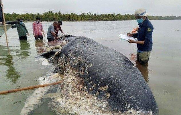 <p>Çevre ve Orman Bakanlığından yapılan açıklamada, Wakatobi bölgesindeki Kapota Adası'nda, kıyıya vurmuş halde cesedi çürümeye başlayan 9,5 metre uzunluğunda İspermeçet balinası bulunduğu bildirilmişti.</p>
