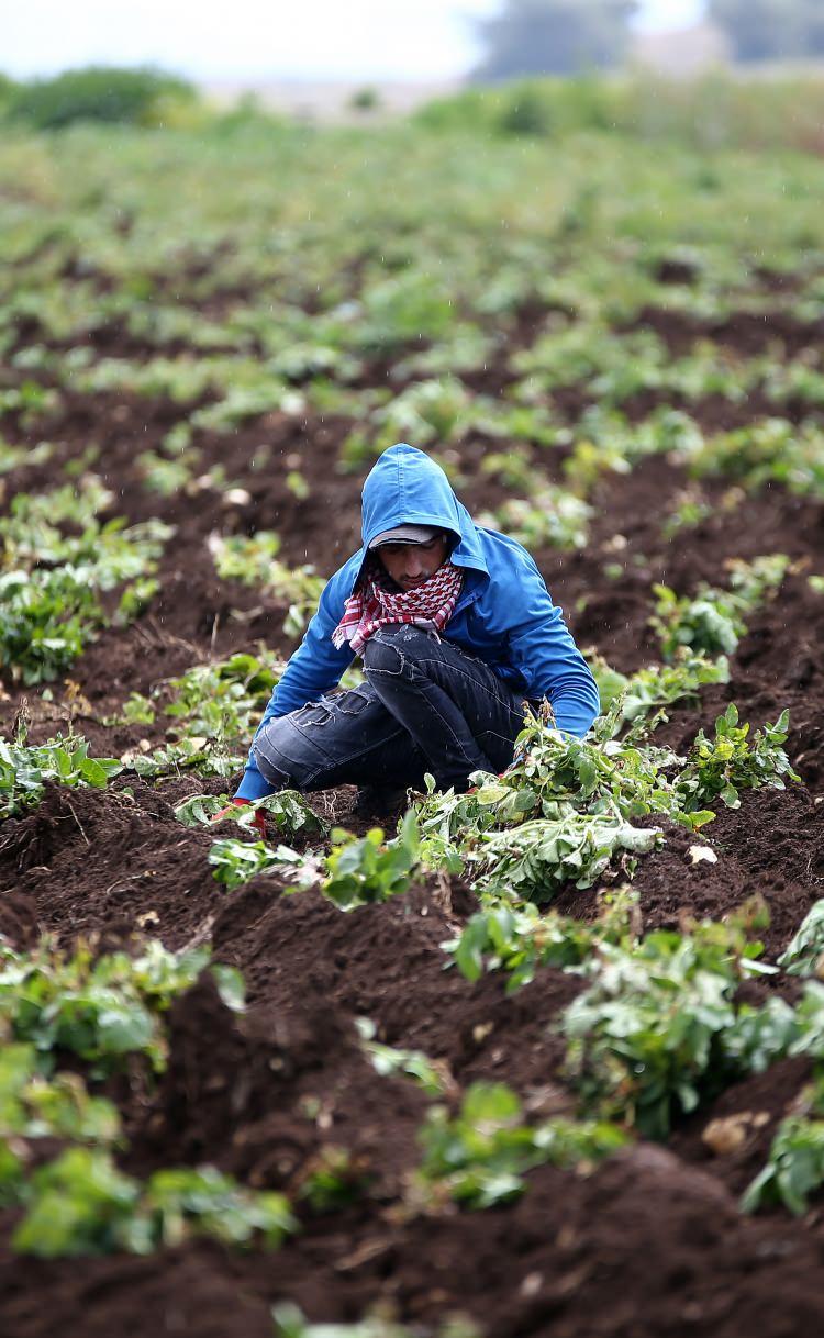 <p>Bereketli Çukurova topraklarında üretim yapan çiftçiler, 60 bin dekar alana ektikleri patatesin hasat zamanının gelmesinin sevincini yaşıyor.</p>
