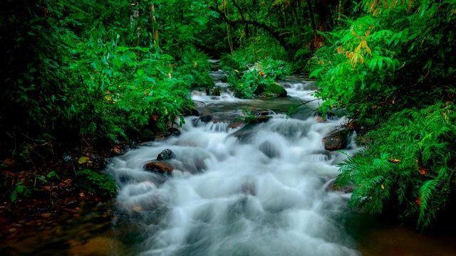 <p>BWINDI IMPENETRABLE ORMANI, UGANDA</p>
<p>Bwindi Impenetrable Ormanı, 400'e yakın grorile ev sahipliği yapması ile biliniyor. UNESCO tarafından korunan milli parkın 331 kilometrekare alanı içinde 348 kuş türü ve 220 kelebek türü bulunmaktadır.</p>