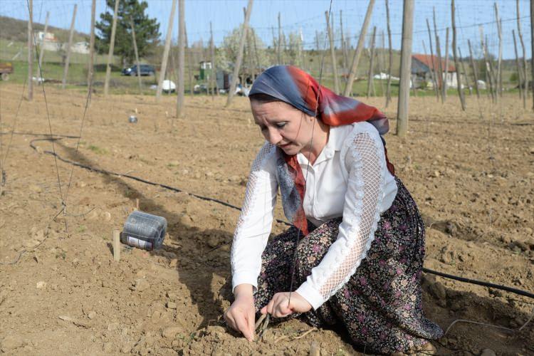 <p>Arazi sahipleri ve işçileri tek tek tanıyan, onlarla arkadaş gibi olan ve özellikle kadınların desteğini büyük ölçüde alan Tekin, hasat yorgunluğunu ise yine tarlada demlenen çayı uzun sohbetler eşliğinde içerek atıyor.</p>
<p> </p>