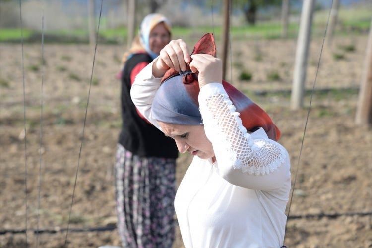 <p>"Yatıştırıcılık özelliği olan bir ürün. Bizim dönemimizde bunu çok yönlü kullanmak amacıyla projelerimiz olacak. Şerbetçi otunun hasadında 6 metre direklerimiz var, altına kazık çakıyoruz. Tellerle bağlıyoruz toprağa, sabit olması açısından. 15-20 gün sonra dipler topraktan çıkıyor güneşi gördükçe. Dalları iplere sarkıyor. Temmuz ayında kozalar belirleniyor, ağustosta ise hasadı yapıyoruz. Tescilli Osmanlı boncuğu fasulyemiz var. Başlangıcından bitimine, hasadına kadar yetiştiriciliğini çok iyi bilirim."</p>
<p> </p>