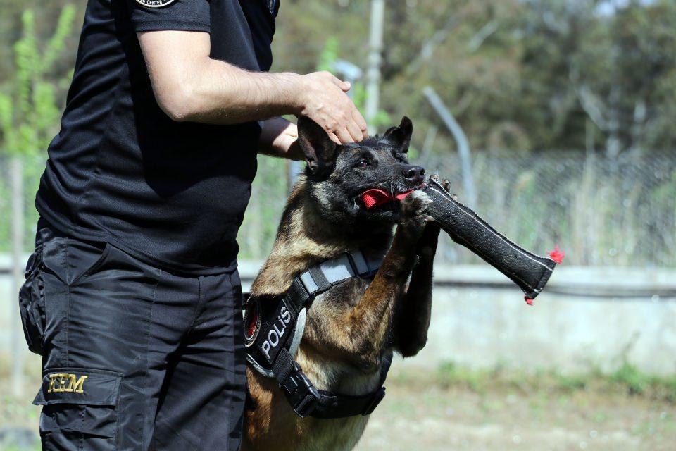 <p>Bu cinsteki narkotik köpeklerinin 10 yaşını doldurduktan sonra koku alma ve reflekslerinde düşüş gözlenirken Çayra, enerjisiyle hala görevinin başında. </p>
<p> </p>
