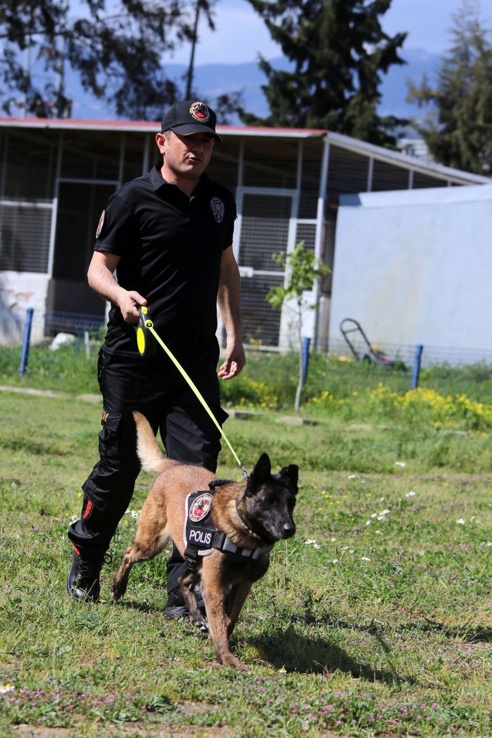 <p>Aydın'da, birçok önemli uyuşturucu operasyonuna katılan 12 yaşındaki narkotik köpeği "Çayra", görev süresi dolmasına rağmen performansıyla göz dolduruyor.</p>