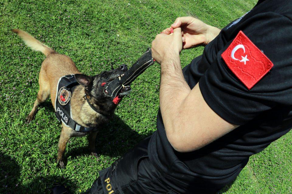 <p>Çayra'nın eğitmeni Abdullah Kurt, AA muhabirine yaptığı açıklamada, Çayra'nın yaşı itibarıyla Türkiye'deki 3-4 narkotik köpeğinden biri olduğunu söyledi. </p>
<p> </p>
