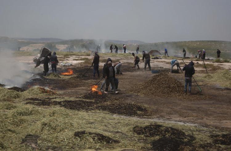 <p>Mesud, ilk aşamada belli uzunlukta kesilen tonlarca yeşil buğday başağını harman yerine yayarak güneş altında yaklaşık 2 saat beklettiklerini ardından da pürmüz ile üttüklerini belirtti.</p>

<p> </p>
