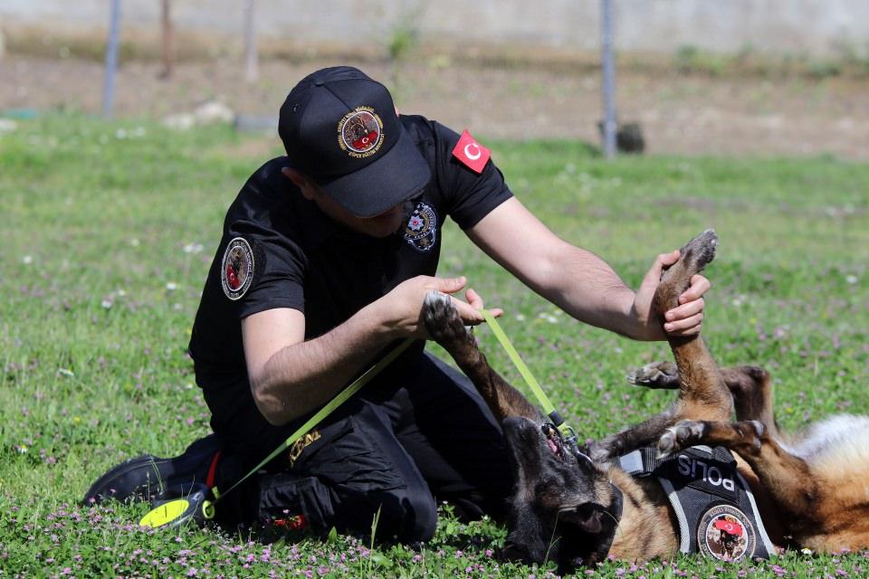 <p>Yurt dışından getirilen Belçika Malinois ırkı Çayra, 2007 yılında Emniyet Genel Müdürlüğü Köpek Eğitim Merkezinde temel eğitime tabi tutuldu. Yaklaşık bir yıl narkotik alanında branş eğitimi verilen Çayra, 2008'de Kahramanmaraş Emniyet Müdürlüğüne gönderildi.</p>
<p> </p>