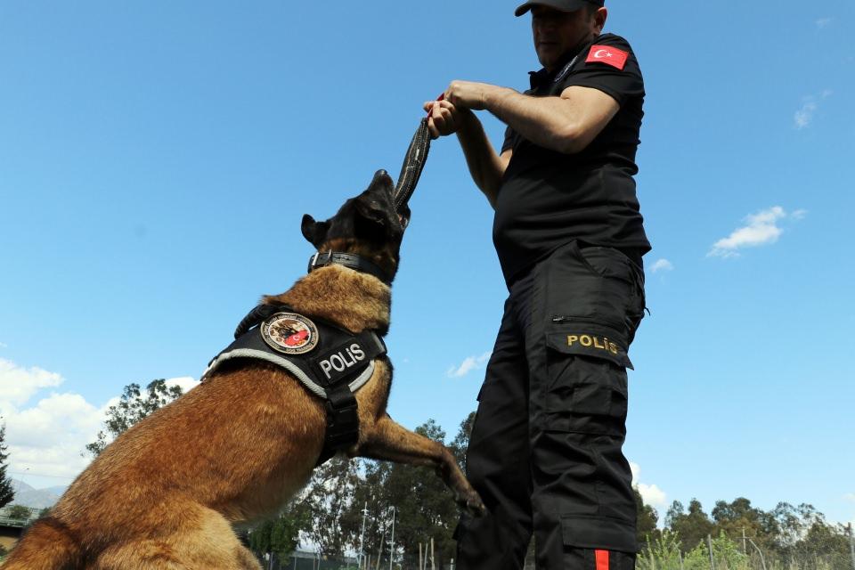 <p>Çayra, hassas burnu ve enerjisiyle kendisinden küçük köpeklere adeta taş çıkartıyor.</p>
<p> </p>