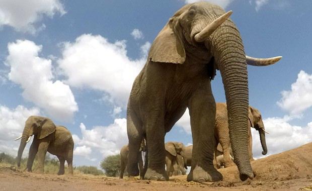 <p><strong>Vahşi yaşama tanıklık</strong></p>
<p>Güney Afrika ülkesi Botswana, belgesellerden aşina olduğumuz canlıların çoğunu en iyi biçimde gözlemleyebileceğimiz bir yer. Filler, zebralar ve daha nicesine görebileceğiniz bu safari gezinizde fotoğraf makinenizi unutmayın.</p>