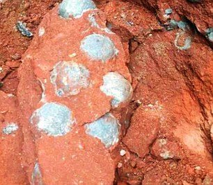 <p>Heyuan Müzesi'nde bulunan yumurtaların çoğu, 89 milyon yıl önce yaşamış olan ördek gagalı Oviraptor türüne ait.</p>
