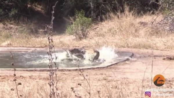 <p>Minik havuzdan kurtulamayan içlerinden biri leopara av alıyor. </p>
