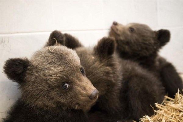<p>Dört Pati Hayvanları Koruma Vakfı sözcüsü Yavor Geçev, minik ayıların özgürlüğü yolunda çok çalıştıklarını belirterek, "Radostina, Mitko ve Yonas'ın kurtarılması ve doğaya serbest bırakılması yönünden bir yıldan beri çok çaba gösterdik.</p>

<p> </p>
