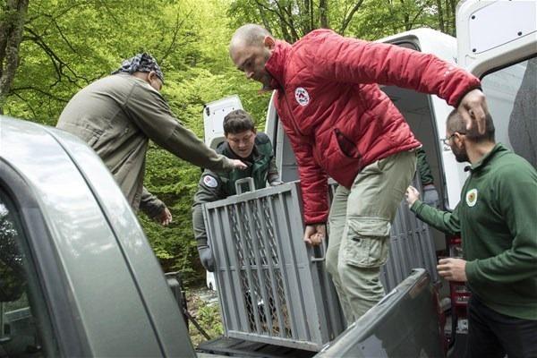 <p>Doğaya bırakılan Radostina, Mitko ve Yonas adlı ayıların 24 saat takip edilmeleri ve gerektiğinde acil müdahale edilmeleri için boyunlarına GPS'li tasma takıldı. Ayıların yaşamı bundan sonra özel çip ve GPS sayesinde yakından izlenecek. </p>

<p> </p>
