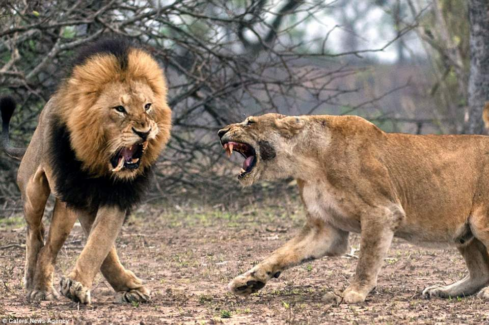 <p>Bir erkek ve dişi aslan, Güney Afrika'daki Kruger ulusal parkında şiddetli bir kavgaya tutuşurken fotoğraflandı.</p>
