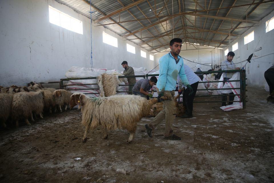 <p>Hayvan varlığı ve sahip olduğu arazi bakımından T&uuml;rkiye'nin en b&uuml;y&uuml;k işletmelerden olan Ceylanpınar Tarım İşletmesinde, ivesi koyunları damızlık olarak yetiştiriliyor. Y&uuml;ksek s&uuml;t verimi ve etinin lezzetiyle bilinen bu koyunlar, ihale usul&uuml;yle yurt dışının yanı sıra T&uuml;rkiye'nin değişik illerinden gelen besicilere satılıyor. İşletmenin &ouml;nemli gelir kaynakları arasında yer alan ivesi koyunlarının satışından elde edilen gelir ise hayvancılık projelerinde değerlendiriliyor.</p>

<p>&nbsp;</p>
