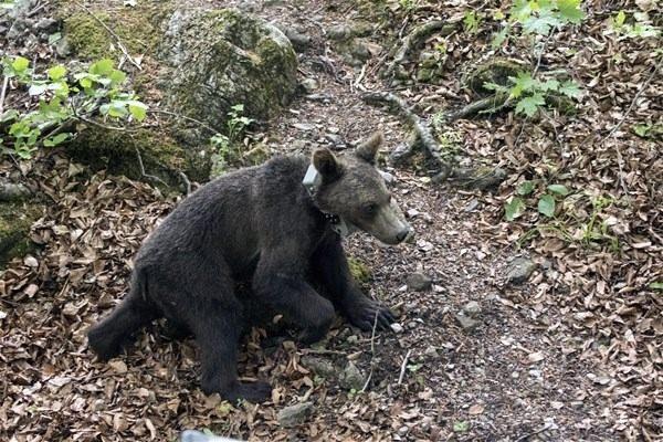 <p>Uzmanların, merkezde bir yıl serbest yaşama adaptasyon eğitimi verdikleri ayıların, doğal yaşama bırakılmaları için gerekli yaşa eriştiklerine kararı vermesi üzerine yavru ayılar, getirildikleri Bulgaristan'da Balkan SİT Doğa Park alanında doğaya bırakıldı.  </p>

<p> </p>
