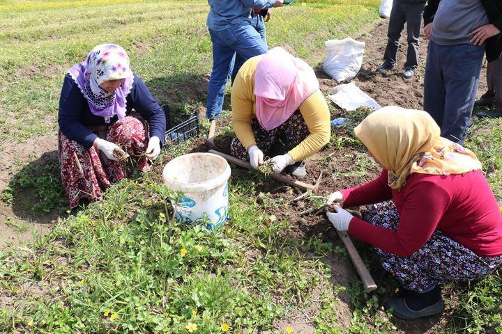 <p>'ÇOK CİDDİ BİR TALEP VAR': 19 Mayıs Ekolojik Üreticiler Eğitim ve Yardımlaşma Derneği Başkanı Hakkı Karaman, orkidenin yumrularının kurutulup toz haline getirilmesiyle elde edilen salebin dondurmanın ham maddesi olarak kullanıldığını belirtti.</p>
<p> </p>