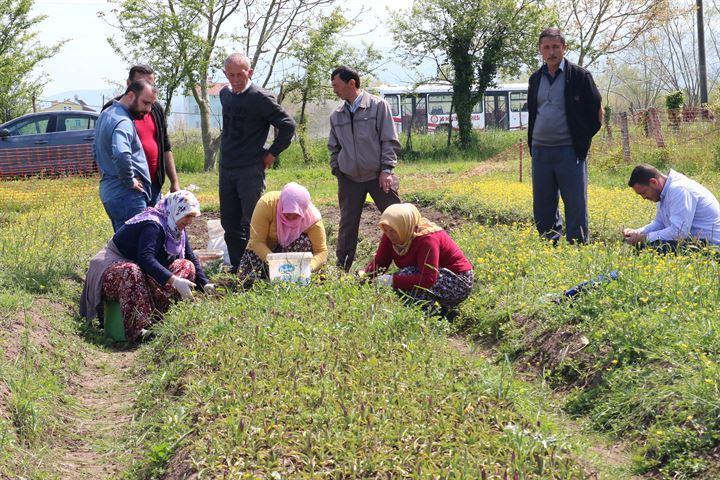 <p>19 Mayıs Ekolojik Üreticiler Eğitim ve Yardımlaşma Derneği tarafından hazırlanan proje kapsamında yapılan ilk hasatta 12 ton ürün elde edildi.</p>
<p> </p>