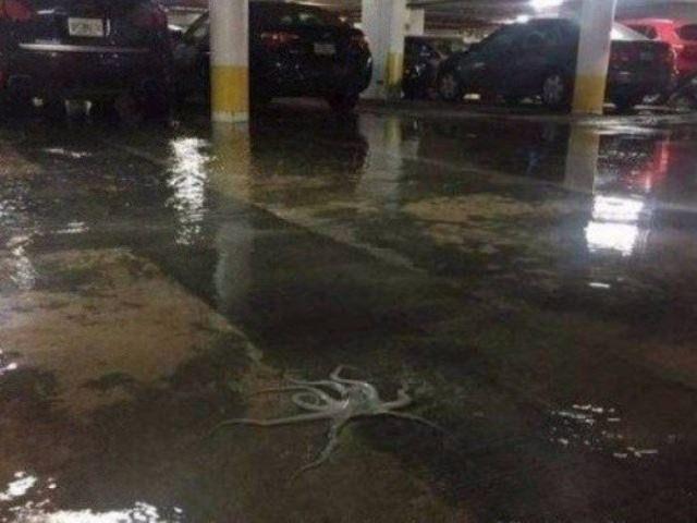 <p>Otoparkta, yağış sonrası ortaya çıkan bir ahtapot</p>
