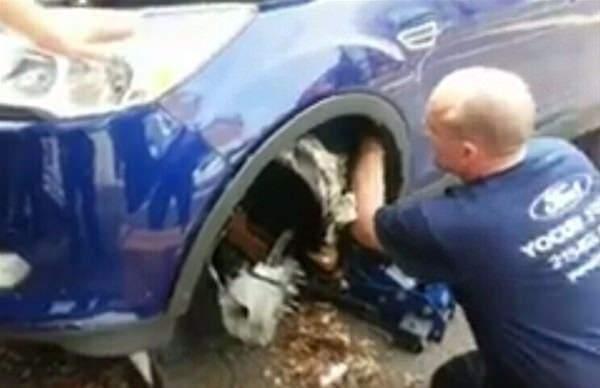 <p>Amerika'da arabasından sesler gelediğini fark eden bir kadın tekerleğinin i&ccedil;inden &ccedil;ıkanlarla şok oldu...</p>

<p>&nbsp;</p>
