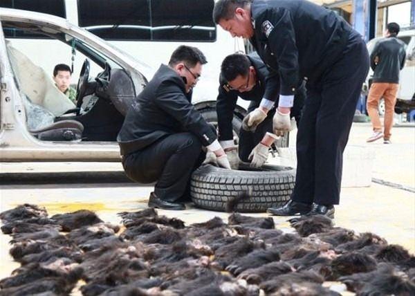 <p>&Ccedil;in'de polis memurları ş&uuml;phelendikleri bir kamyonu durdurunca her şey ortaya &ccedil;ıktı.</p>

<p>&nbsp;</p>
