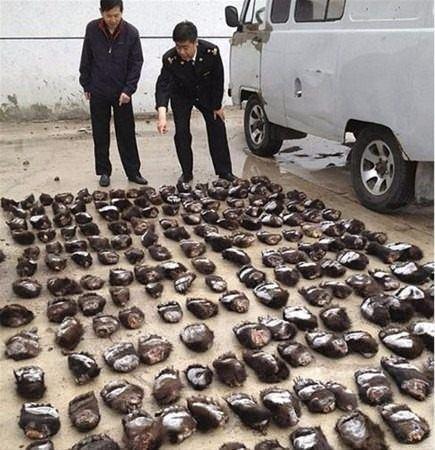 <p>Polisler kamyondan lastikleri indirince g&ouml;rd&uuml;klerine inanamadılar. Lastiklerin i&ccedil;ine saklanmış boz ayı pen&ccedil;eleri yetkilileri şok etti.</p>

<p>&nbsp;</p>
