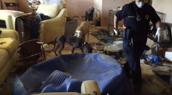 <p>Polis olay yerine geldiğinde 39 pitbull buldu. 27&rsquo;si a&ccedil;lıktan &ouml;lmek &uuml;zereydi 12&rsquo;si ise &ccedil;oktan &ouml;lm&uuml;şt&uuml;.</p>

<p>&nbsp;</p>
