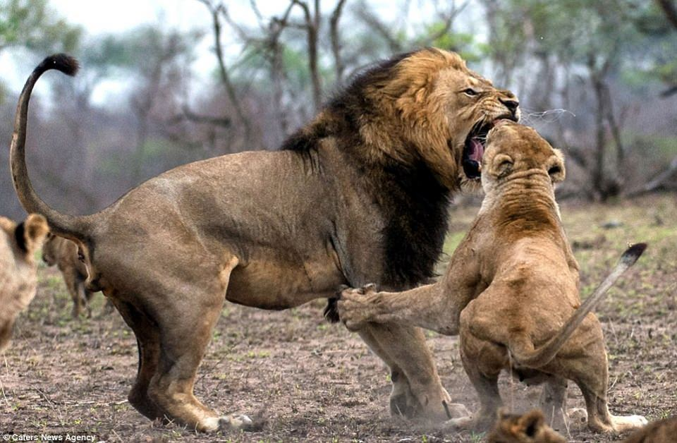 <p>Dişinden olan aslan kavgadan mağlup olarak ayrıldı.</p>
