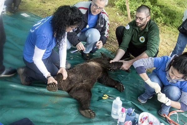 <p>Orman var, su var, yiyecek bulmakta zorlanmayacaklar, ayrıca burada vahşi hayvan da yok. Bu misyon başarılı olur. Doğada yaşamaya ayak uyduracaklarını umuyoruz" dedi. </p>

<p> </p>
