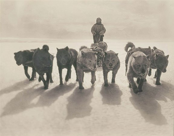 <p>Husky kızakları, 1912</p>
