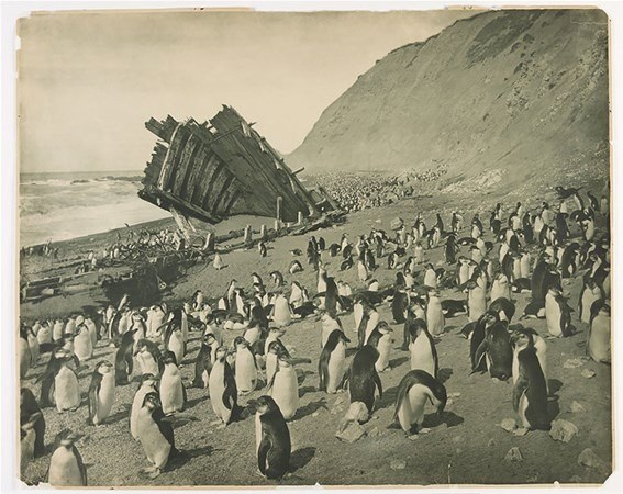 <p>Penguenler, 1911</p>
