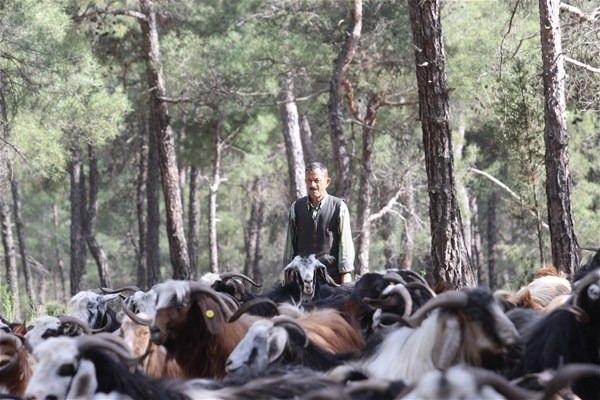 <p>3 ay bir yerde 2 ay başka yerde sürümü ve kulübemi gezdiriyorum. 12 ay boyunca sürekli ormanda yaşıyorum. Yaptığım iş meşakkatli ama ekmek davası için buna katlanmak zorundayım. Benim keçi sürüm var, hayvanlarımın sütünü eşimle birlikte sağıp eşekle köye götürüp sütçüye satıyorum.</p>
<p> </p>