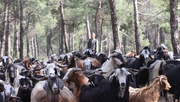 <p>Hayvanlarımın bazılarını da kurbanlık olarak satıyorum. Burada daha yeni güneş enerjisi paneli aldım, onunla elektrik ihtiyacımı karşılıyorum" dedi. </p>
<p> </p>